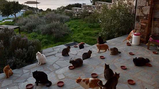 Gatos no santuário felino de Siros, na Grécia | Gods Little People Cat Rascue