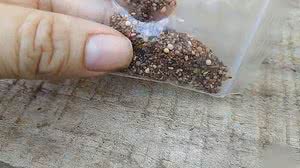 Imagem Análise do Mapa mostra que sementes recebidas por brasileiros contêm pragas que não existem no país