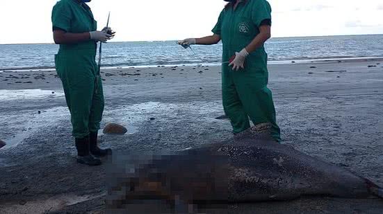 Imagem Cinco golfinhos são encontrados encalhados em Alagoas em menos de 10 dias
