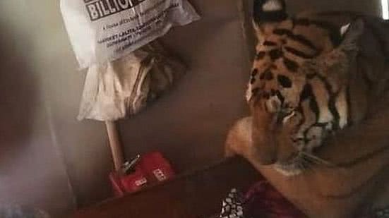 Reprodução/BBC Brasil