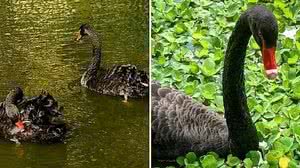 Romeu (à direita) vivia há oito anos no parque com a companheira, Julieta, assassinada a facadas em 2019 | Reprodução / Redes Sociais