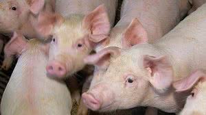 Reprodução / TV TEM