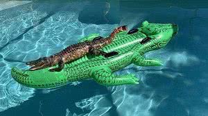 Imagem Jacaré é flagrado por turista relaxando sobre boia de jacaré