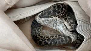 Divulgação/Scottish SPCA