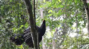 Mutuns ganharam a natureza de volta nesta quarta | Agência Alagoas