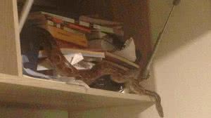 Último lugar onde o animal foi visto | Reprodução / Arquivo Pessoal