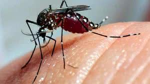 Imagem Com medo de coronavírus, Brasil tem alta de 71% em casos de dengue