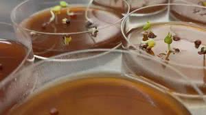 Cultura de probióticos em laboratório para potencial vacina contra covid-19 comestível | Divulgação / LaBMI / IPP