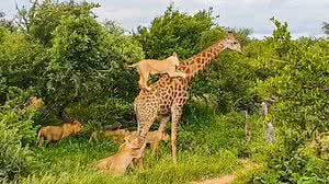 Foto: Reprodução/Youtube