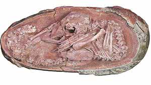 Imagem Ovo de dinossauro achado na China reforça teoria da relação com aves