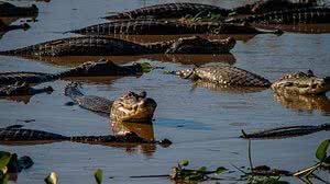 Marcos Vergueiro / Governo do Mato Grosso