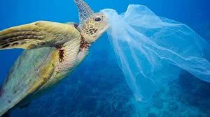 Troy Mayne / Divulgação