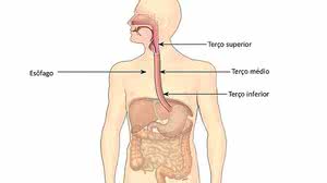 Corpo Humano | Reprodução/Internet