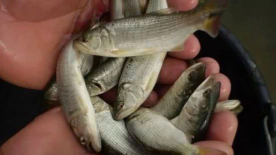 Codevasf / Reprodução