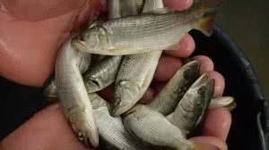 Codevasf / Reprodução