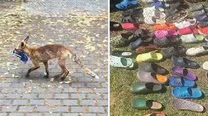 Imagem 'Roubava' na noite: morador flagra raposa sumindo com sapatos de vizinhos