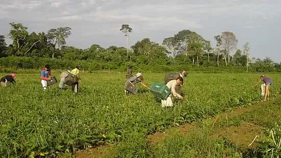 Emanuel Cavalcante/Divulgação Embrapa Amapá