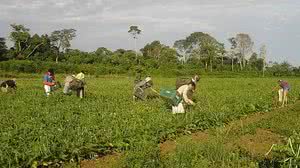 Emanuel Cavalcante/Divulgação Embrapa Amapá