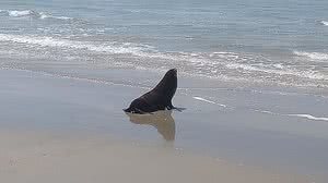 PMP-BS / IPeC / Agência Petrobras