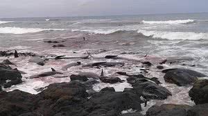 Baleias-piloto mortas são vistas na costa da ilha de Chatham, na Nova Zelândia | Reprodução