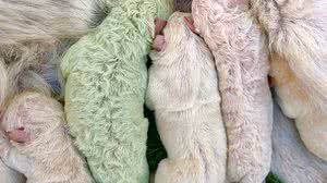 Cristian Mallocci/Handout