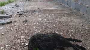 Kiko Oliveira/Cortesia ao TNH1