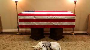Imagem Cachorro que acompanhava George H.W. Bush é visto deitado ao lado do caixão