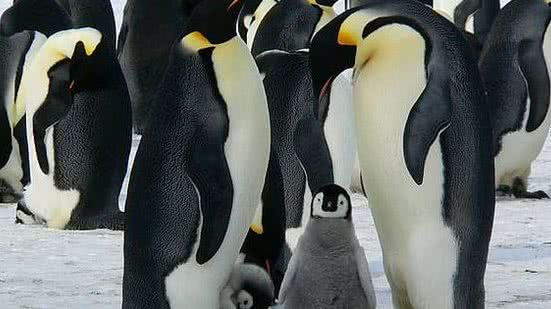 O pinguim-imperador é um exemplo de animal que, de acordo com os pesquisadores, enfrentará grandes dificuldades para sobreviver em uma Antártica mais quente. | Siggy Nowak/Pixabay