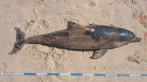 Divulgação / Biota