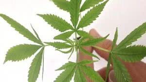 Divulgação / Polícia Federal