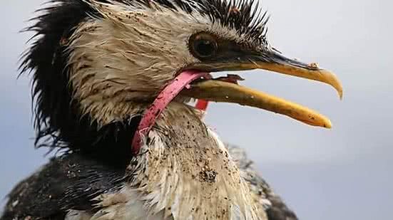 Fotos estão sendo compartilhadas nas redes sociais | Reprodução / WhatsApp