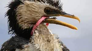 Fotos estão sendo compartilhadas nas redes sociais | Reprodução / WhatsApp