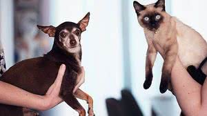 Imagem Cães, gatos e coronavírus: veterinária tira dúvidas sobre infecção