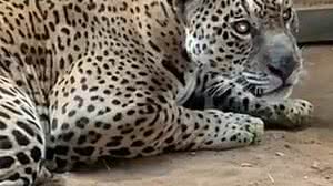 Reprodução / TV Anhaguera