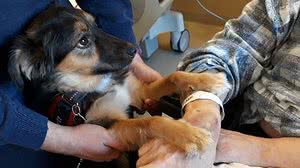 Imagem Homem que teve AVC volta a conversar depois de ver seu cachorro