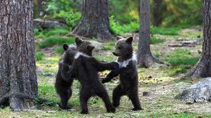 Reprodução / Instagram @valtterimulkahainen