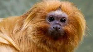 Armadilhas para captura foram observadas em área de proteção ambiental | Foto: Marcelo Casal Jr. / Agência Brasil