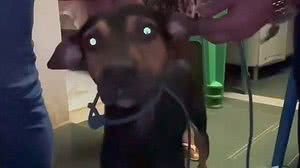 Cão Bethoven foi abusado por um homem, no Benedito Bentes | Foto: Reprodução/Ascom PCAL