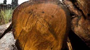 Marcelo Camargo/Agência Brasil