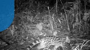 Foto: Reprodução/Revimar