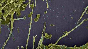 LMMV / IOC / Fiocruz