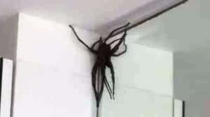 Imagem 'Invasão' de aranhas gigantes assusta moradores em bairro nobre de BH