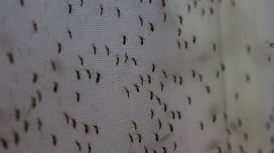 Febre oropoiche é uma arbovirose, como dengue, zika e chikungunya | Divulgação / World Mosquito Prog