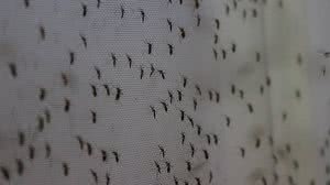 Febre oropoiche é uma arbovirose, como dengue, zika e chikungunya | Divulgação / World Mosquito Prog