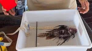 Peixe-leão de 23 cm capturado na piscina de Garoupinhas no Atol das Rocas | Zaira Matheus/Divulgação