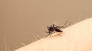 "Aedes aegypti", principal portador do vírus da zika e dengue | John Eisele/Colorado State University Photography/Divulgação