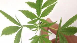 Foto: Divulgação / Polícia Federal