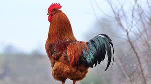 Ivan Protsiuk/Shutterstock