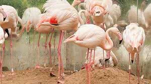 Foto: Arquivo / Parque das Aves