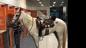 Cavalo dentro de uma agência bancária, na cidade de Várzea Paulista (SP) | Reprodução da Internet